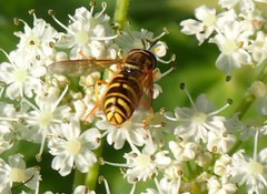 Chrysotoxum pubescens