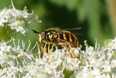 Chrysotoxum pubescens