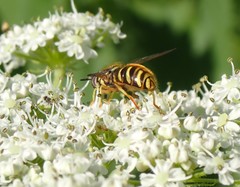 Chrysotoxum pubescens
