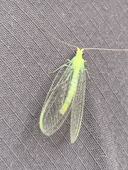 Apertochrysa edwardsi