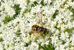 Chrysotoxum pubescens