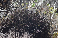 Homalopetalum kienastii