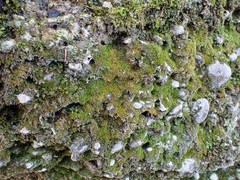 Gymnostomum aeruginosum