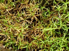 Gymnostomum aeruginosum