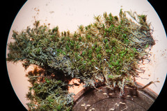 Gymnostomum aeruginosum