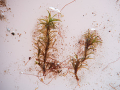 Gymnostomum aeruginosum