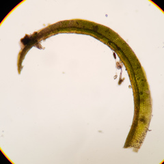 Gymnostomum aeruginosum