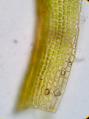 Gymnostomum aeruginosum