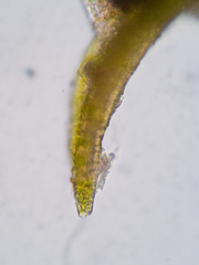 Gymnostomum aeruginosum