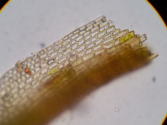 Gymnostomum aeruginosum