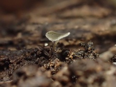 Martininia panamaensis