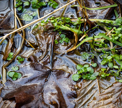 Chrysosplenium americanum