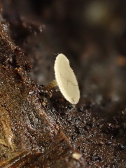 Martininia panamaensis