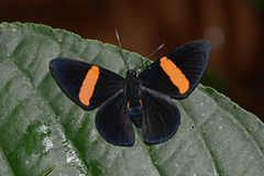 Panara phereclus