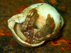 Pagurus arcuatus
