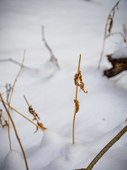 Deparia acrostichoides