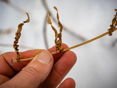 Deparia acrostichoides