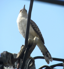 Campylorhynchus rufinucha