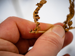 Deparia acrostichoides