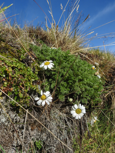 Anthemis tigreensis image