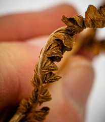 Deparia acrostichoides