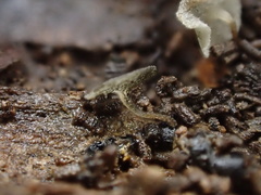 Martininia panamaensis