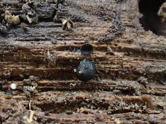 Martininia panamaensis