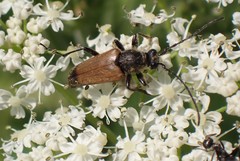 Trigonarthris proxima