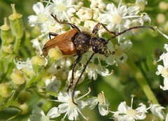 Trigonarthris proxima
