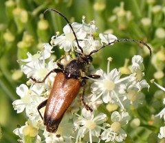Trigonarthris proxima