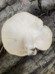 Pleurotus ostreatus