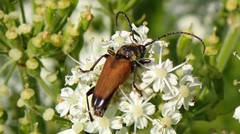 Trigonarthris proxima