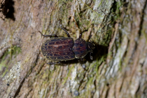 Mitophyllus alboguttatus