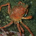 Atlantic Lyre Crab - Photo (c) Laurent Fey, some rights reserved (CC BY-NC), uploaded by Laurent Fey