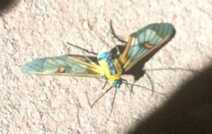 Cosmosoma cingulatum