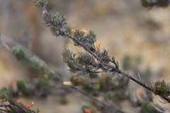 Adenanthos sericeus