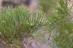 Hakea trifurcata