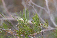 Hakea trifurcata
