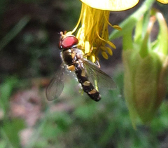 Meligramma triangulifera