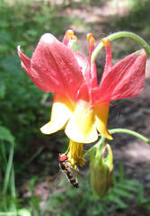 Meligramma triangulifera