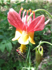 Meligramma triangulifera