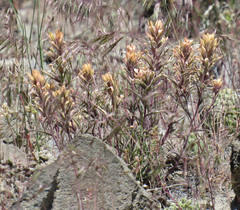 Castilleja angustifolia
