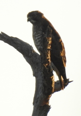 Buteo platypterus image