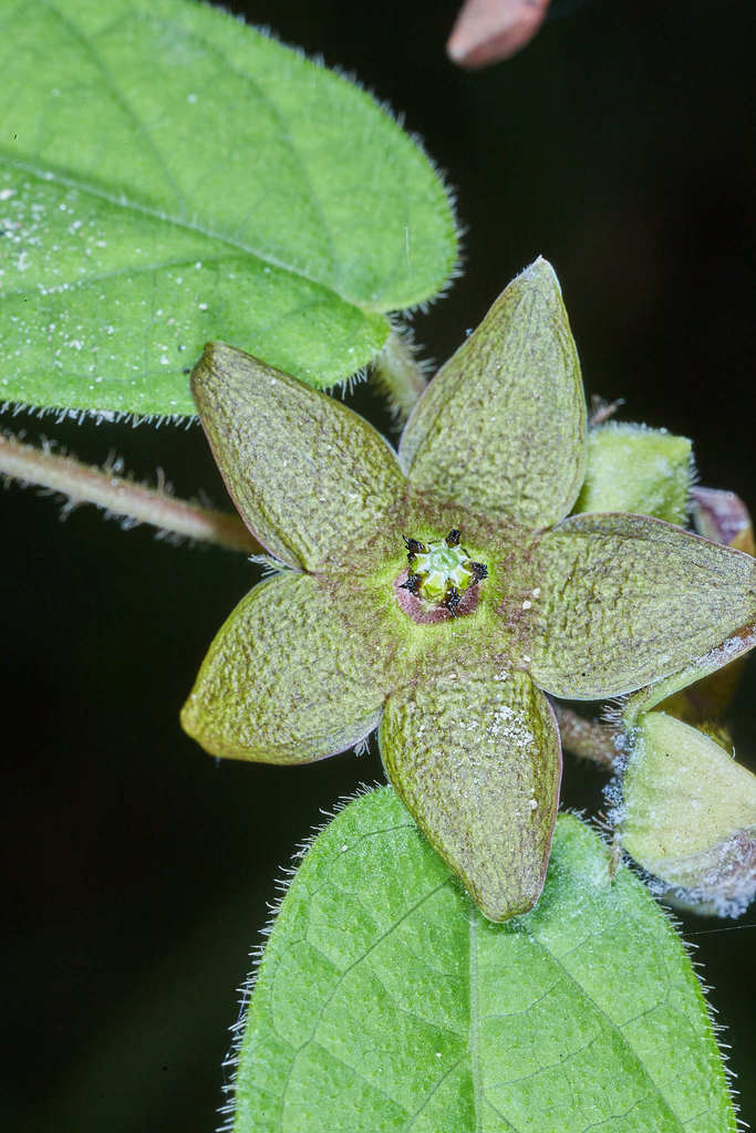 Matelea araneosa