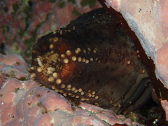 Cucumaria frondosa
