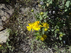 Grindelia tarapacana