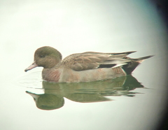 Anas platyrhynchos × Mareca penelope