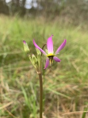 Primula clevelandii gracilis