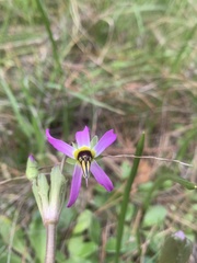 Primula clevelandii gracilis