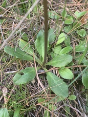 Primula clevelandii gracilis